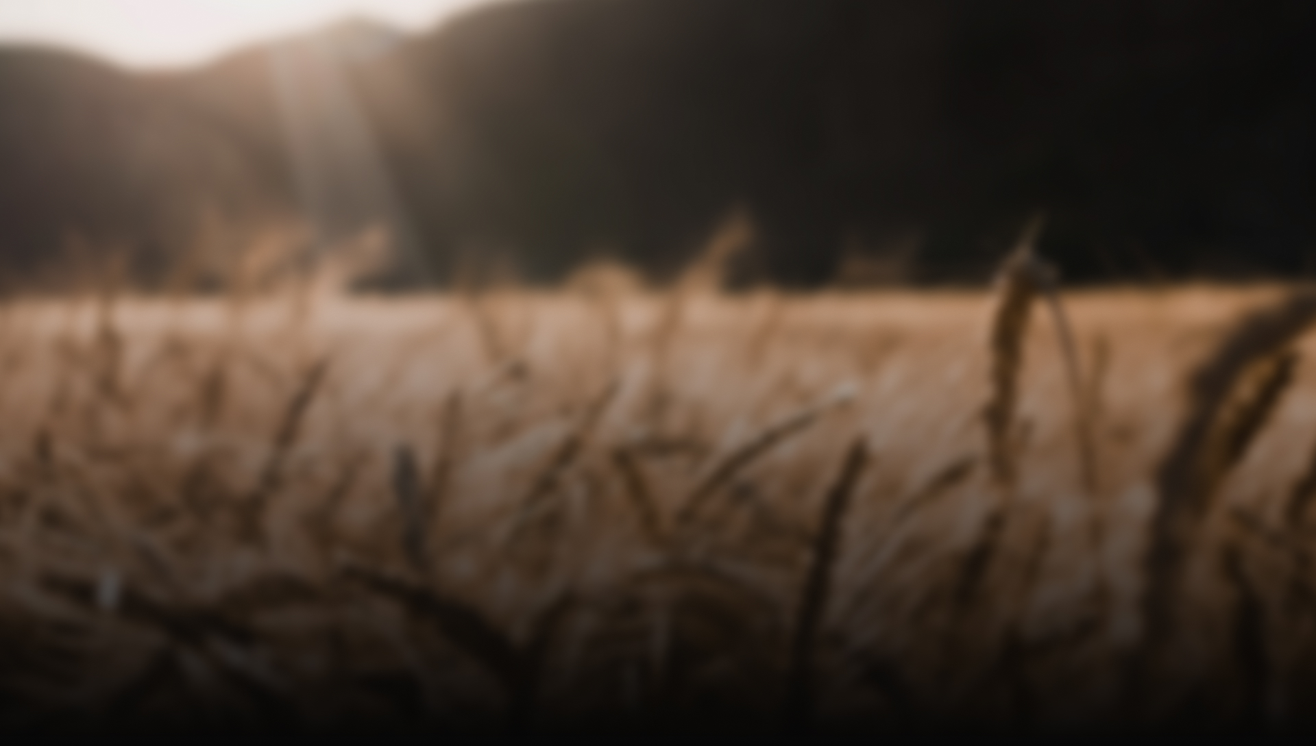 Wheat field at dusk